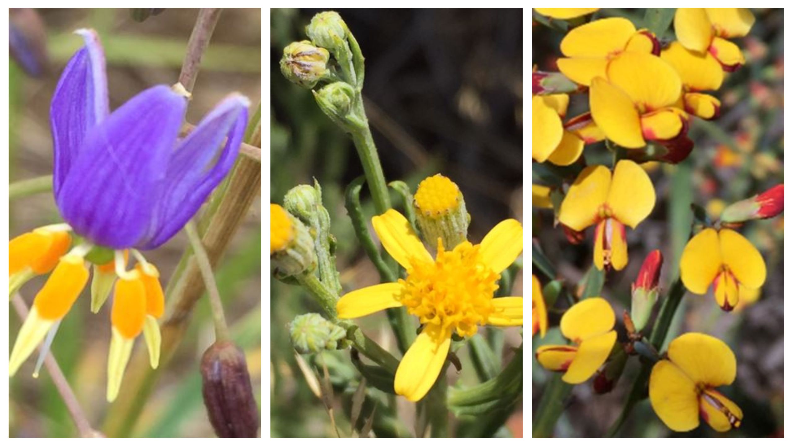 City of Ballarat conserves endangered plant species | The National Tribune